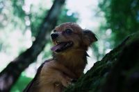 Лот: 7062686. Фото: 4. Sigma 24-60mm f/2.8 EX DG для...