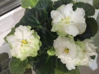 Лот: 7732668. Фото: 2. Сортовая фиалка Спринг Роуз Spring... Комнатные растения и уход