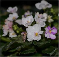 Лот: 2917365. Фото: 3. Узамбарская фиалка мини-сорта. Растения и животные