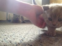 Лот: 2842415. Фото: 3. Британский котенок. Растения и животные