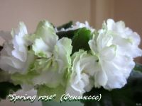 Лот: 7889811. Фото: 4. "Spring Rose" лист фиалка. Густомахровые... Красноярск
