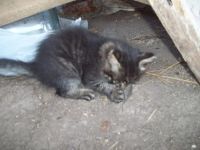 Лот: 3068042. Фото: 5. котята