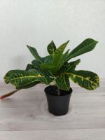 Лот: 25548499. Фото: 3. Кротон. Растения и животные