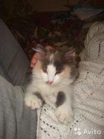 Лот: 10258170. Фото: 5. Девочка-арлекин. 3 месяца