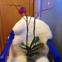 Лот: 8964945. Фото: 3. Орхидея. Растения и животные