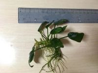 Лот: 11020233. Фото: 4. Анубиас Бартери (Anubias barteri... Красноярск