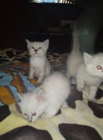 Лот: 13234247. Фото: 5. Котята невская маскарадная
