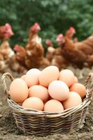 Лот: 11754433. Фото: 2. Яйцо домашнее куриное. Продукты