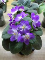 Лот: 10485797. Фото: 2. Plumberry Glow. Комнатные растения и уход