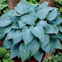 Лот: 12331041. Фото: 2. Хоста Канадиан Блю (Canadian Blue... Семена, рассада, садовые растения