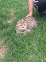 Лот: 9457539. Фото: 4. Котик. Красноярск