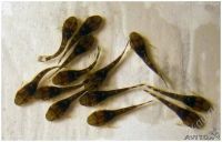 Лот: 2744864. Фото: 3. Молодь Анциструса (Ancistrus multispinis... Растения и животные