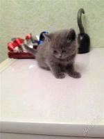 Лот: 2417523. Фото: 2. Британцы красотули. Животные и уход