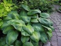 Лот: 10898532. Фото: 2. хоста Avocado. Семена, рассада, садовые растения