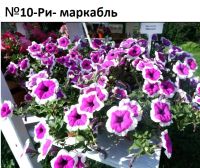 Лот: 21509266. Фото: 7. Вегетативная петуния