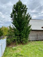 Лот: 16038672. Фото: 4. Дача с участком. Красноярск