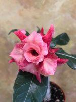 Лот: 17532229. Фото: 6. Адениум Peony