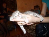 Лот: 1298434. Фото: 3. котята вислоушастики. Растения и животные