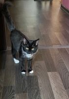 Лот: 20977824. Фото: 7. Котенок ищет дом
