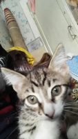 Лот: 6884174. Фото: 5. Котята в хорошие руки) Бесплатно
