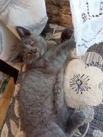 Лот: 16465605. Фото: 2. котенок. Животные и уход