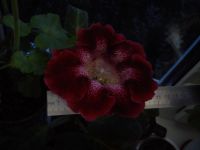 Лот: 4209623. Фото: 2. Глоксиния Tigrina Red (тигрина... Комнатные растения и уход