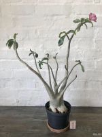 Лот: 17530486. Фото: 5. Адениум Thai Socotranum Petch...