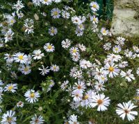 Лот: 20724899. Фото: 2. Ромашка многолетняя. Семена, рассада, садовые растения