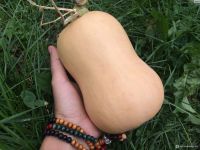 Лот: 23709005. Фото: 2. Тыква баттернат. Продукты