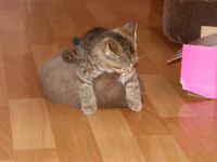 Лот: 3663007. Фото: 6. Британский котенок карат (элитный...
