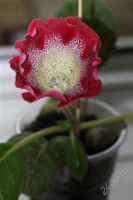 Лот: 2869679. Фото: 2. Глоксиния 14 (цветет). Комнатные растения и уход