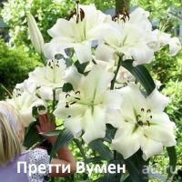 Лот: 11087112. Фото: 5. Лилия Трайбл Дэнс . Реганс Парк...