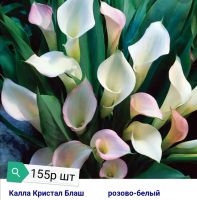 Лот: 18813414. Фото: 2. Каллы в ассортименте. Семена, рассада, садовые растения
