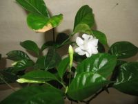 Лот: 9091317. Фото: 2. Табермонтана. Комнатные растения и уход