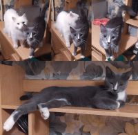 Лот: 20755526. Фото: 4. Кошка Роза, серый окрас (как у... Красноярск