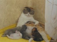 Лот: 4168408. Фото: 7. Шотландская вислоухая кошечка...