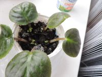 Лот: 5394552. Фото: 3. Фиалка в стаканчике. Растения и животные