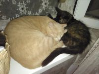Лот: 14337984. Фото: 4. Котята. Красноярск