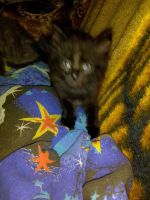 Лот: 14064171. Фото: 3. Пушистый черный котик. Растения и животные