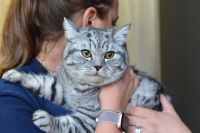Лот: 14992579. Фото: 6. Натуральный корм для кошек и котов...