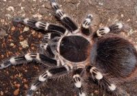 Лот: 3742217. Фото: 3. паук Acanthoscurria geniculata... Растения и животные