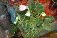 Лот: 4366687. Фото: 4. Глоксиния фиолетовая махровая... Красноярск