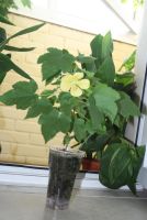 Лот: 4281093. Фото: 2. Абутилон Бэлла желтый 3. Комнатные растения и уход