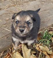 Лот: 18241825. Фото: 2. Щенки. Животные и уход