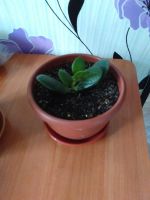 Лот: 9825618. Фото: 2. толстянка. Комнатные растения и уход