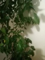 Лот: 25776334. Фото: 2. Дерево Гибискус - чайная роза. Семена, рассада, садовые растения