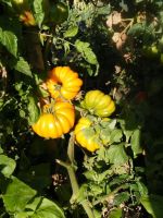 Лот: 10534247. Фото: 2. томат Лотарингская красавица.жёлтая. Семена, рассада, садовые растения