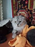Лот: 25555679. Фото: 3. Отдам котят в добрые руки. Растения и животные