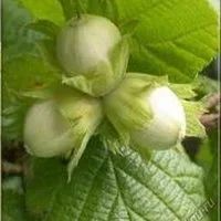 Лот: 5896379. Фото: 2. Орех Лещина ( Фундук ). ( Corylus... Семена, рассада, садовые растения