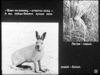 Лот: 4836049. Фото: 3. Диафильм "Как звери готовятся... Дети растут